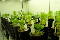 in the growth chamber